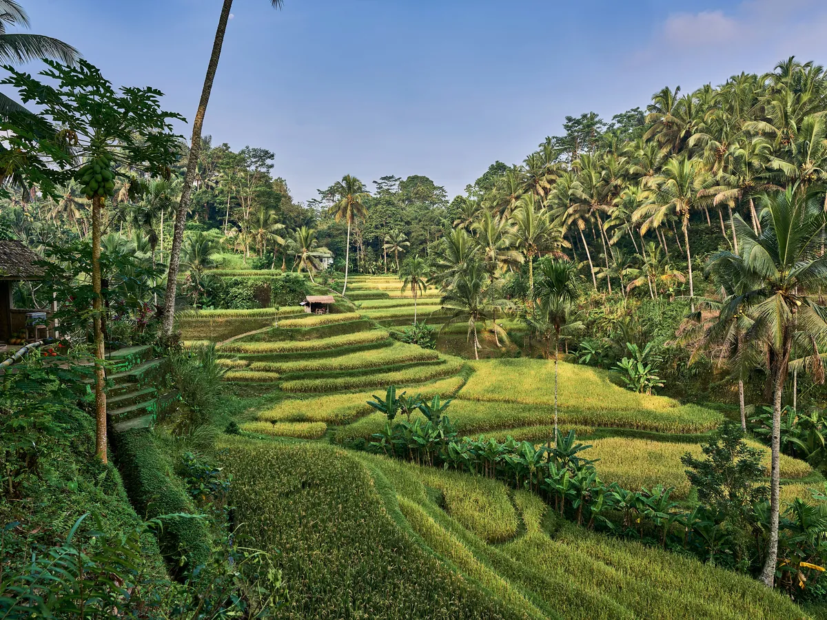 Lush green stepped rice terraces lined with palm trees in the Bali highlands